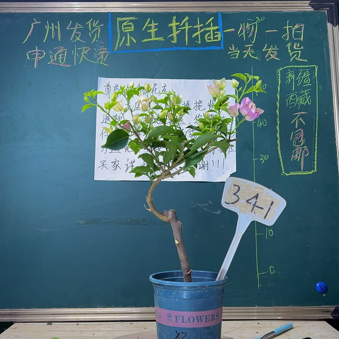当前无花栽培后可以开花 造型 雪紫  341