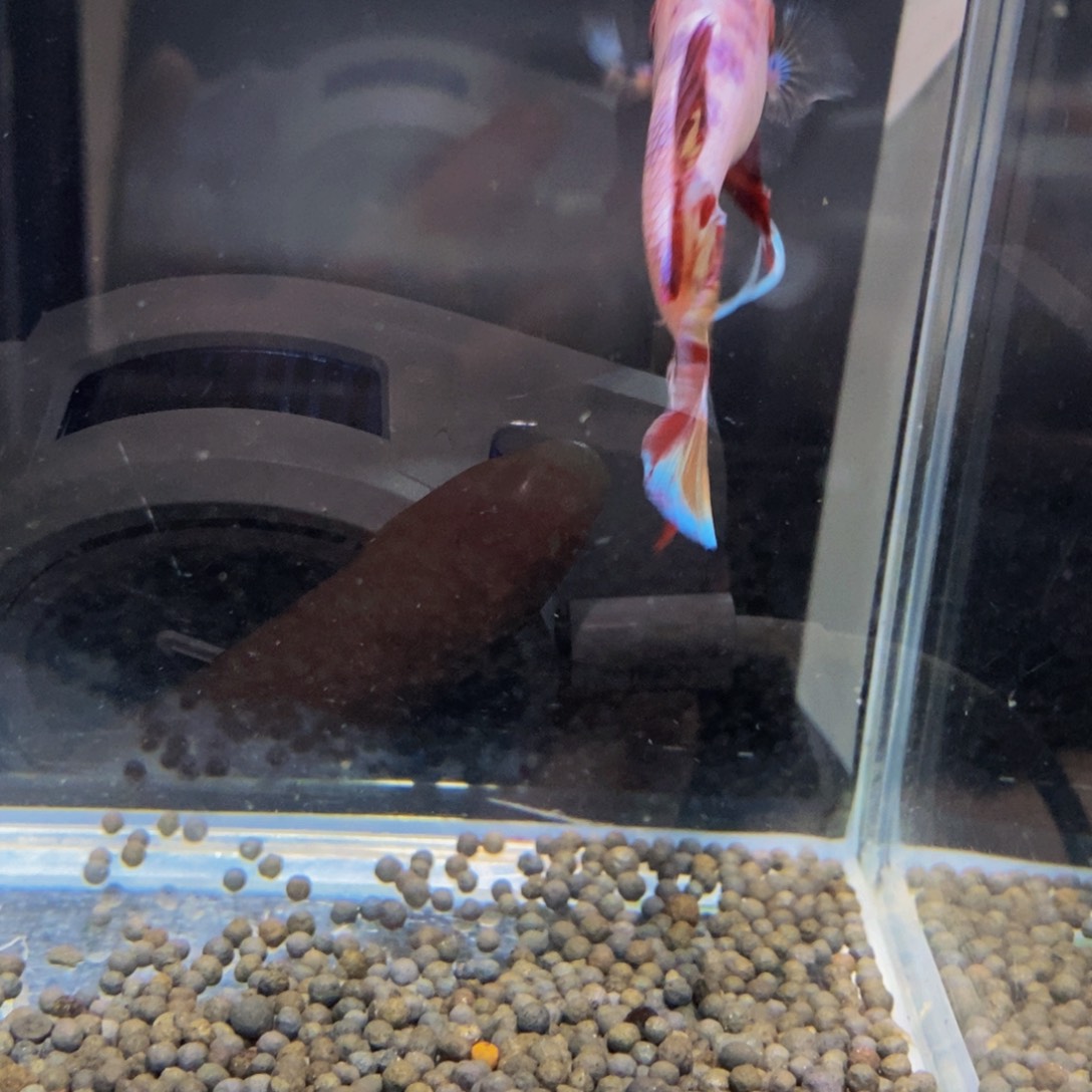 ****斗鱼304巨斗11111