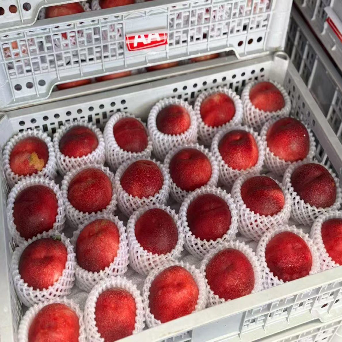 云南珊瑚蜜桃 4个装云南省