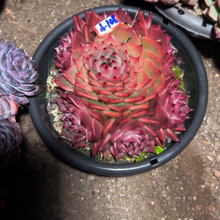 潽***潽精品多肉植物老桩