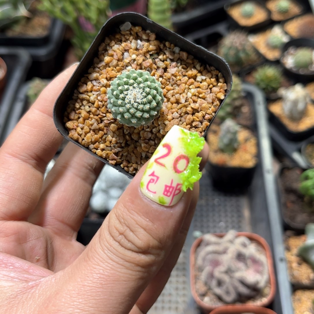 单头菊水单头发货有根发货