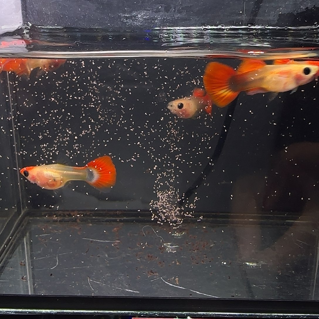 孔雀鱼深海蓝玻璃猫六条