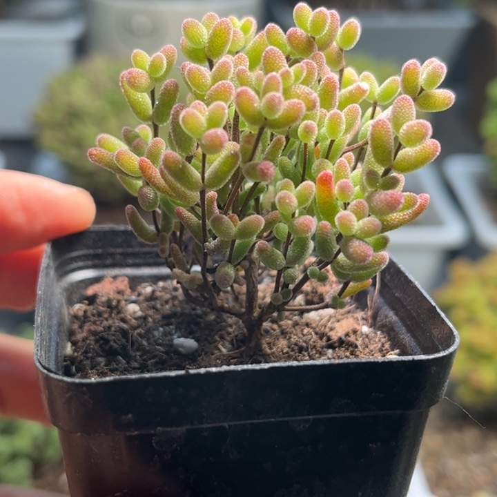 23蜜桔糖球优选枝干番杏