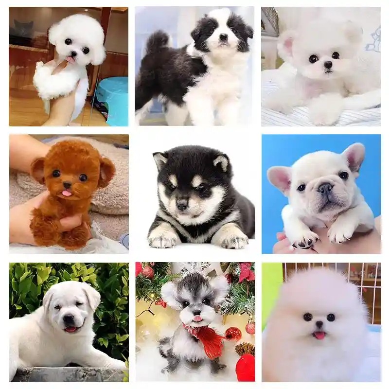 【麒麟专属】多品种多种类犬种直播专用链接