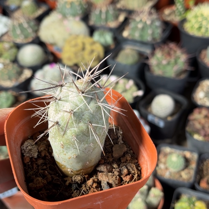 仙人球一物一拍自根