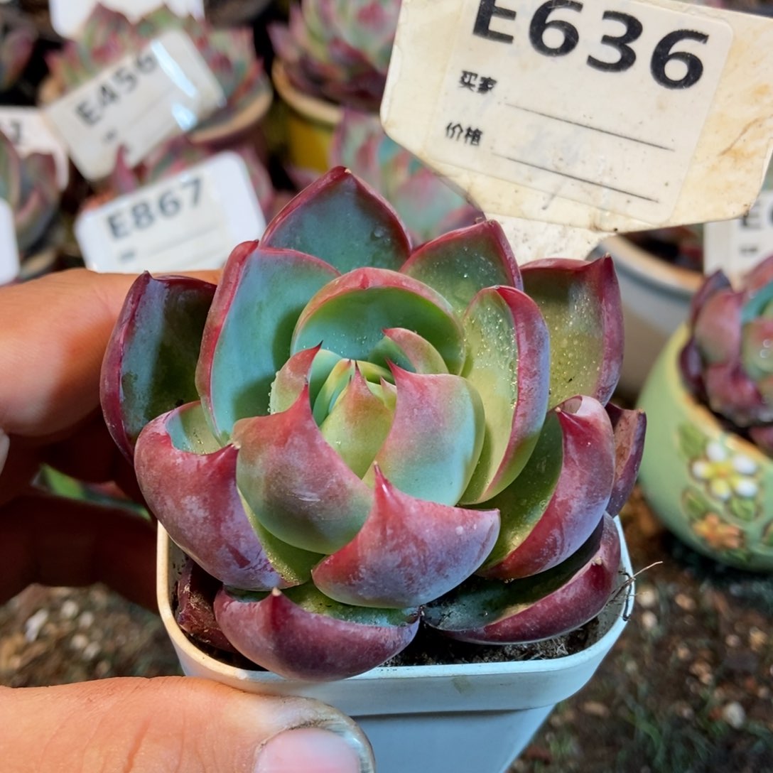 惊鸿一瞥636号多肉