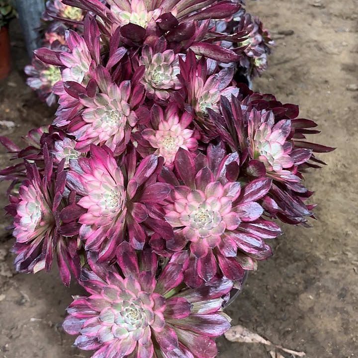 多肉植物法师雪姬81