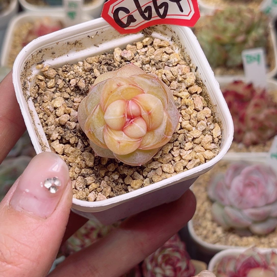 鳕*堡G664 沉香一物一拍