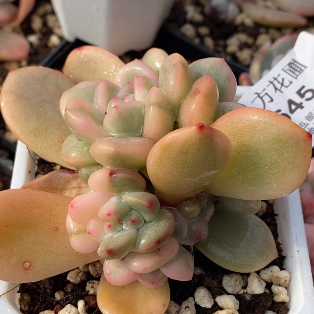 645梦露锦底座宽锦带缀化