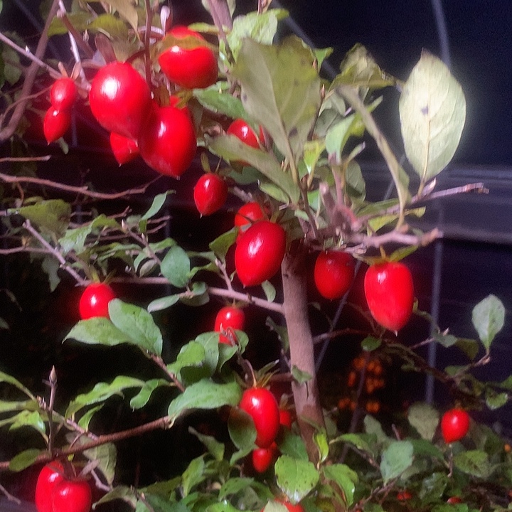 无花朵老鸦我爱你