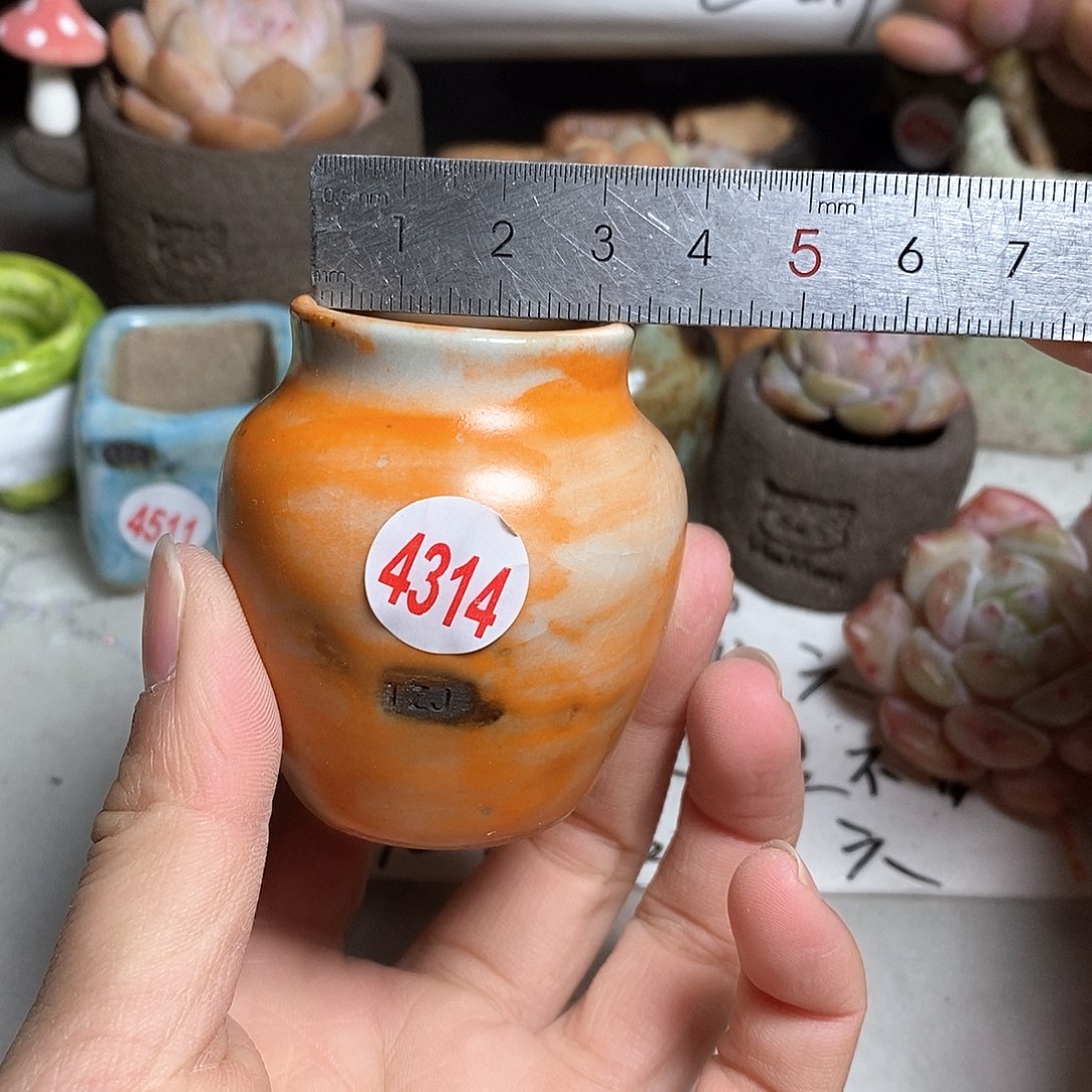 红陶拍5送一个小