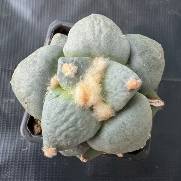 361苗接白肌怒涛 青瓷怒