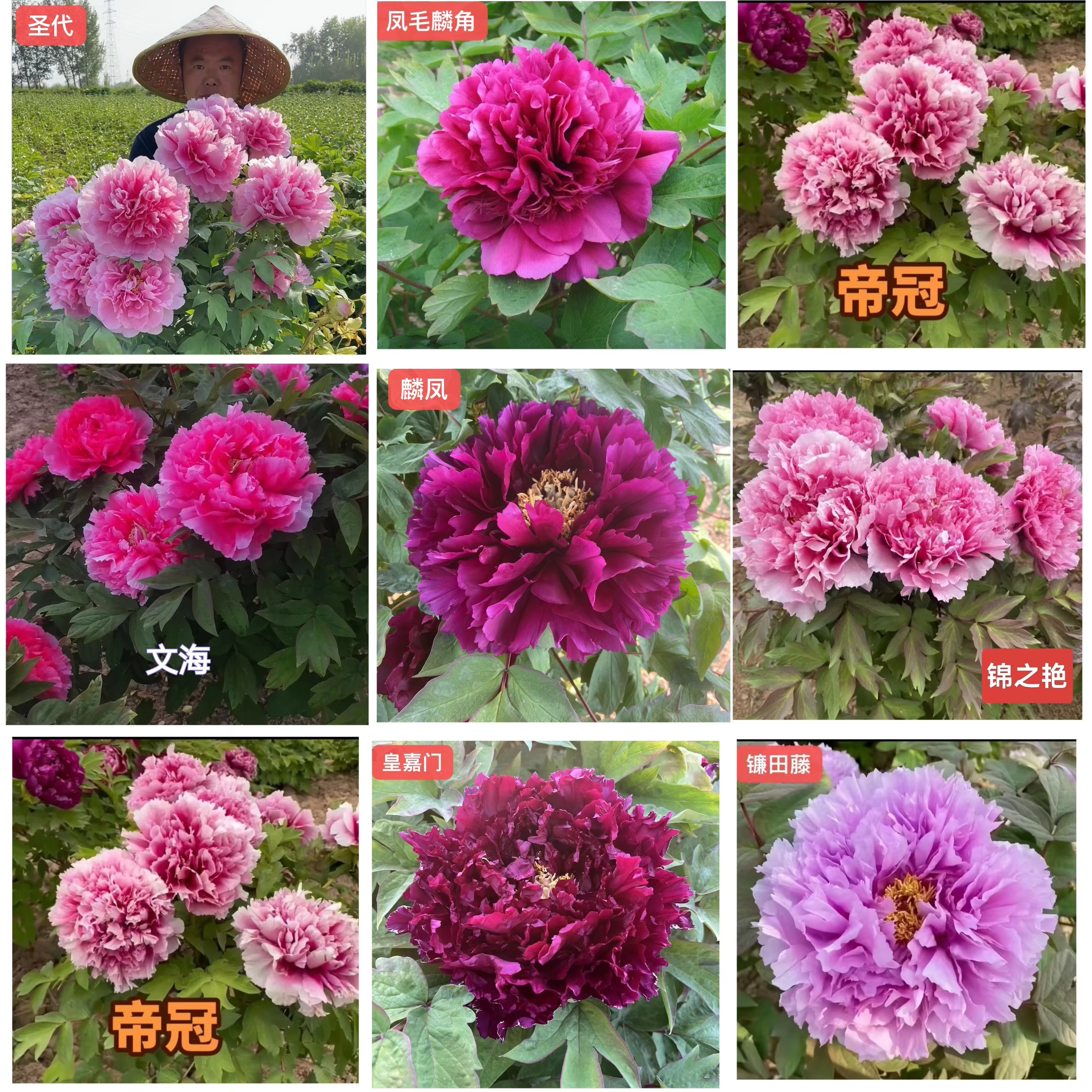 【一物一拍】 稀有名贵观赏重瓣牡丹庭院种植裸根发货