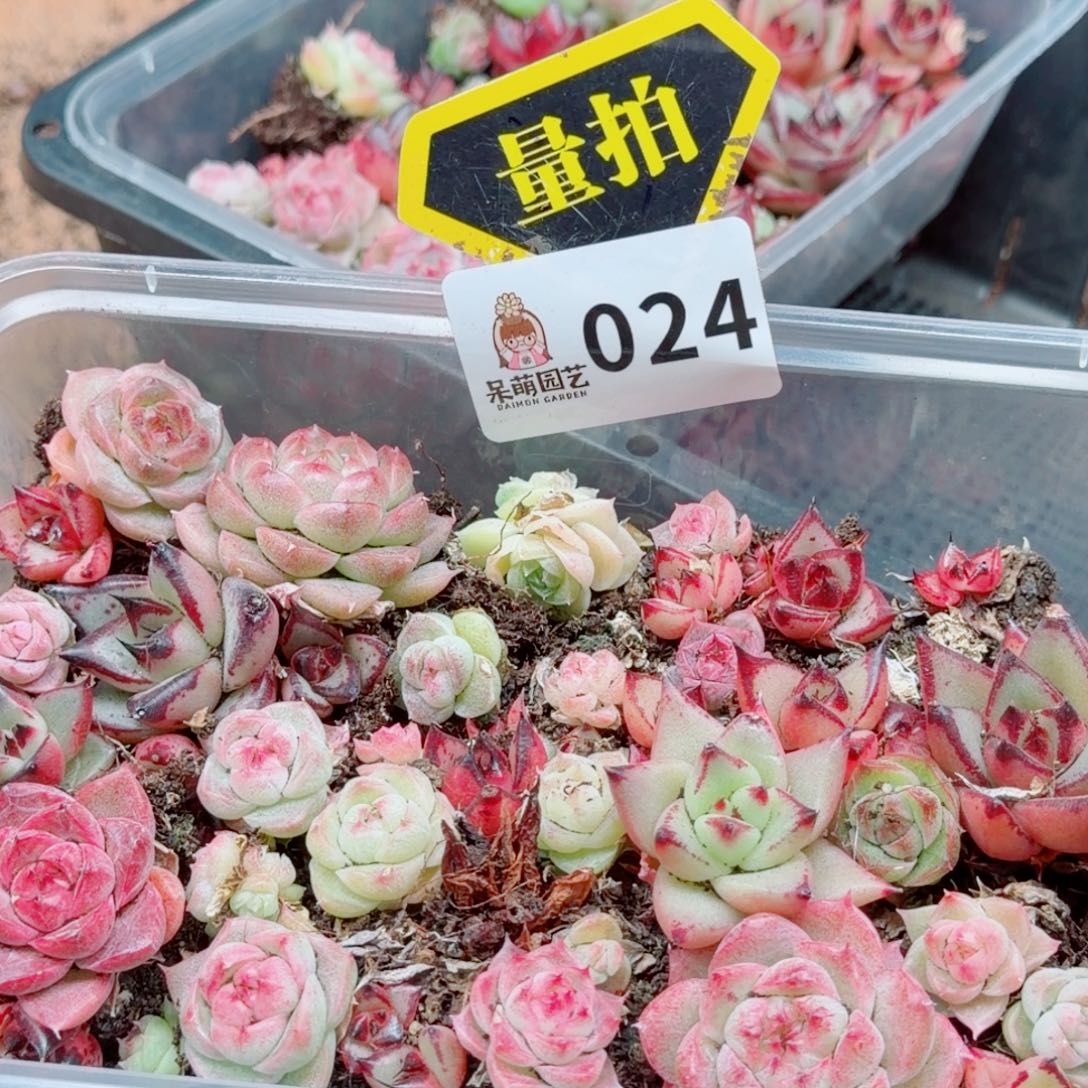 多肉植物多肉植物