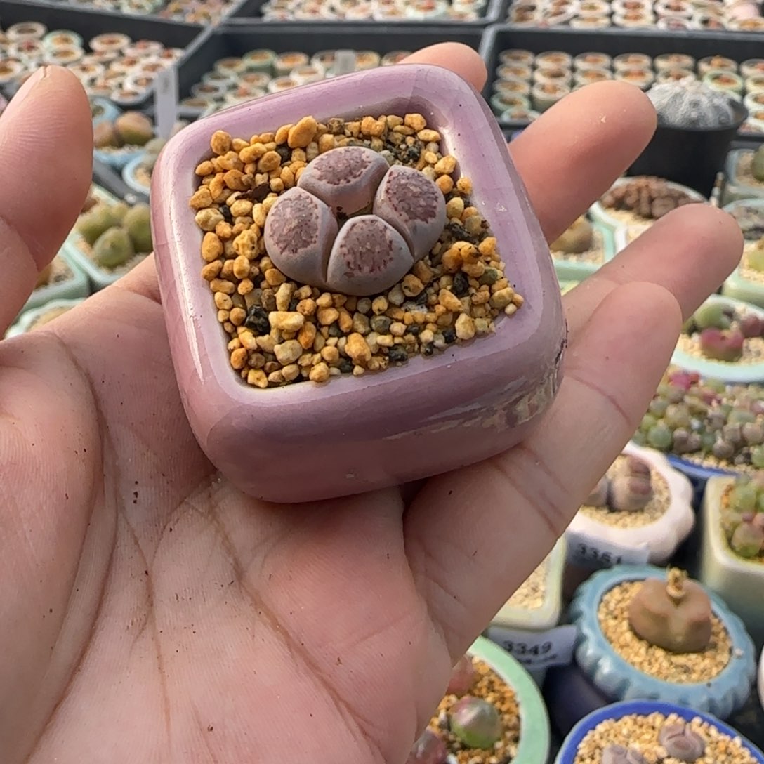 3371--一物一拍 带盆