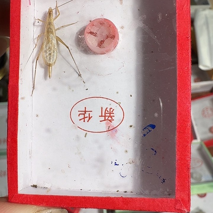用***3蟋蟀11111111发发发