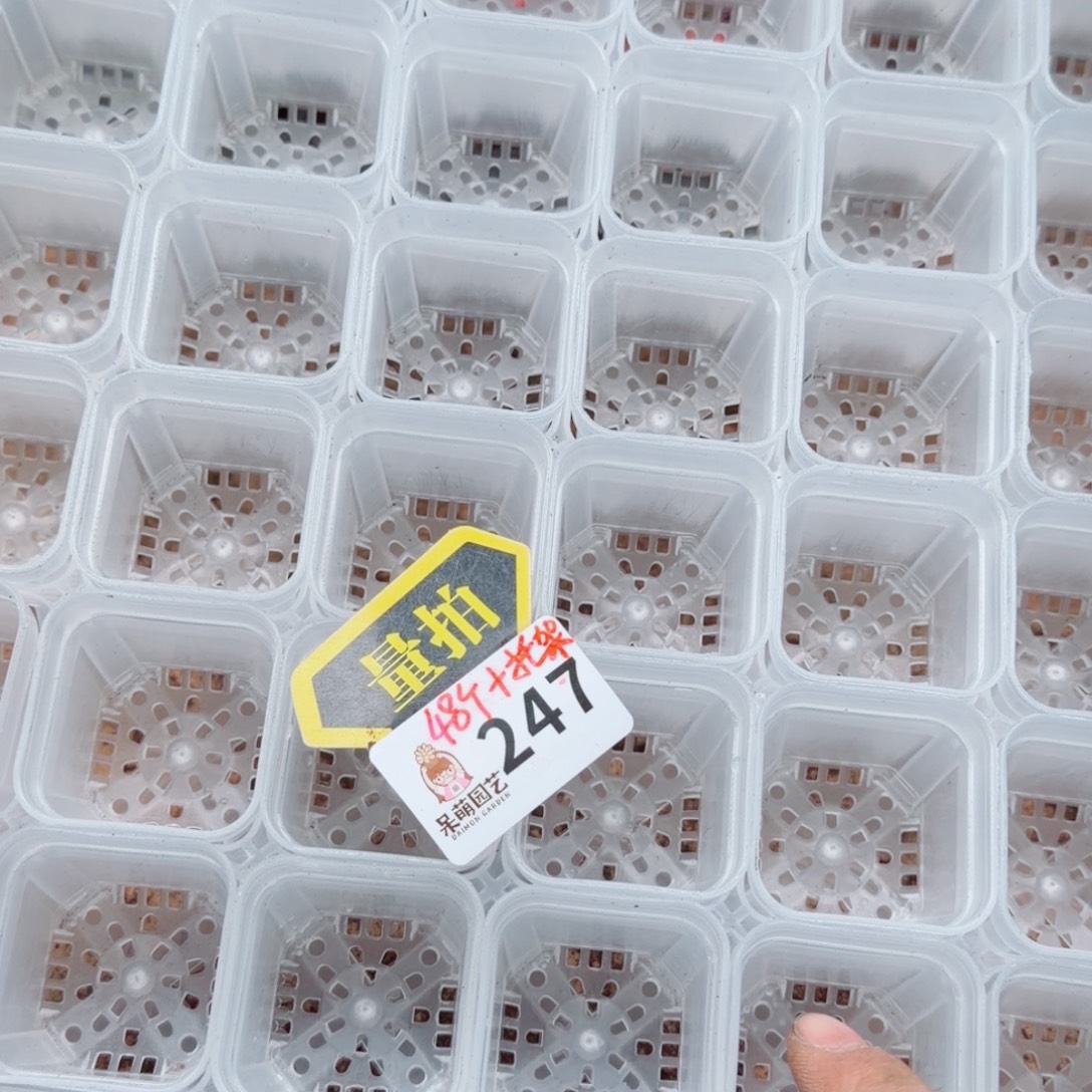 多肉植物多肉植物