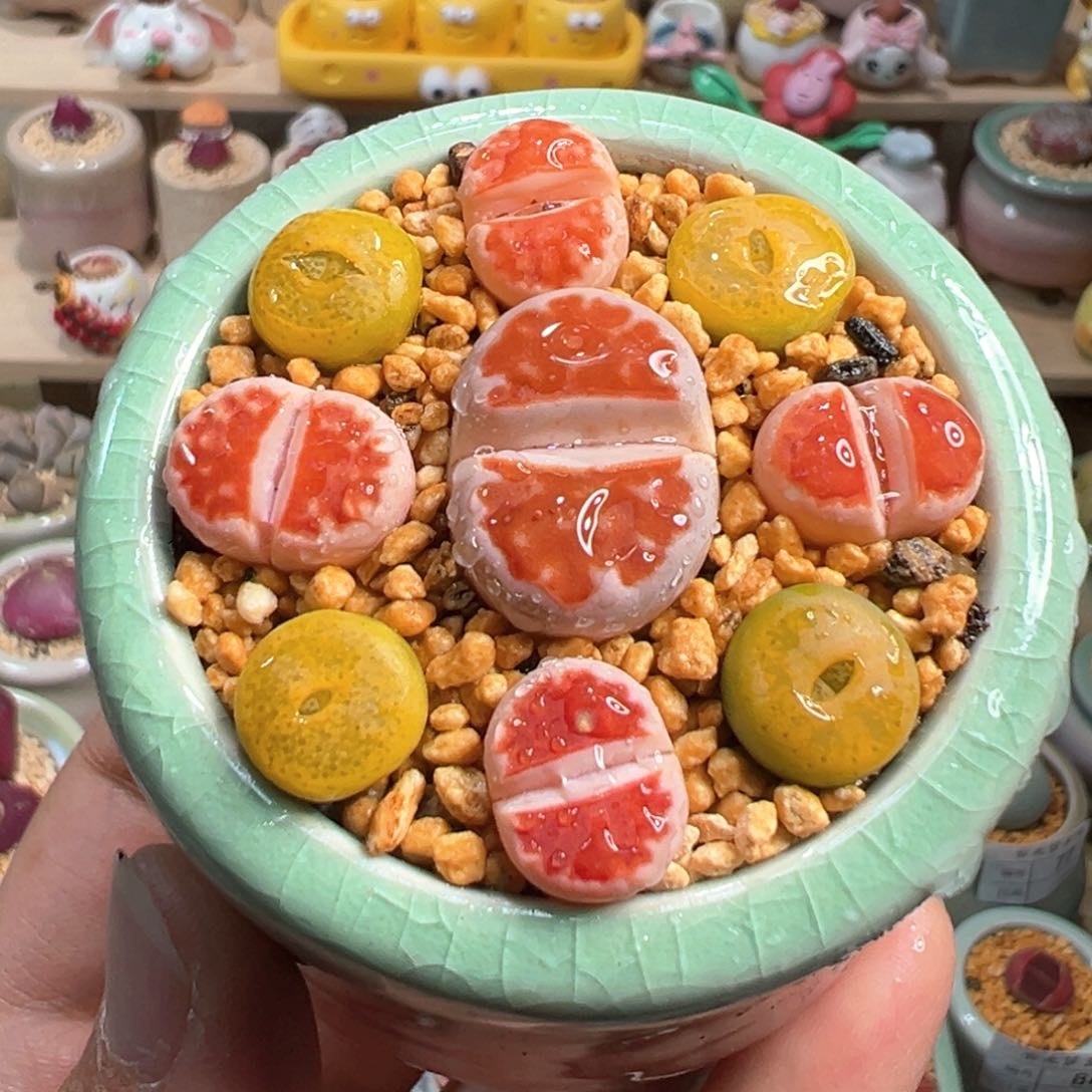 多肉植物94号拼盘