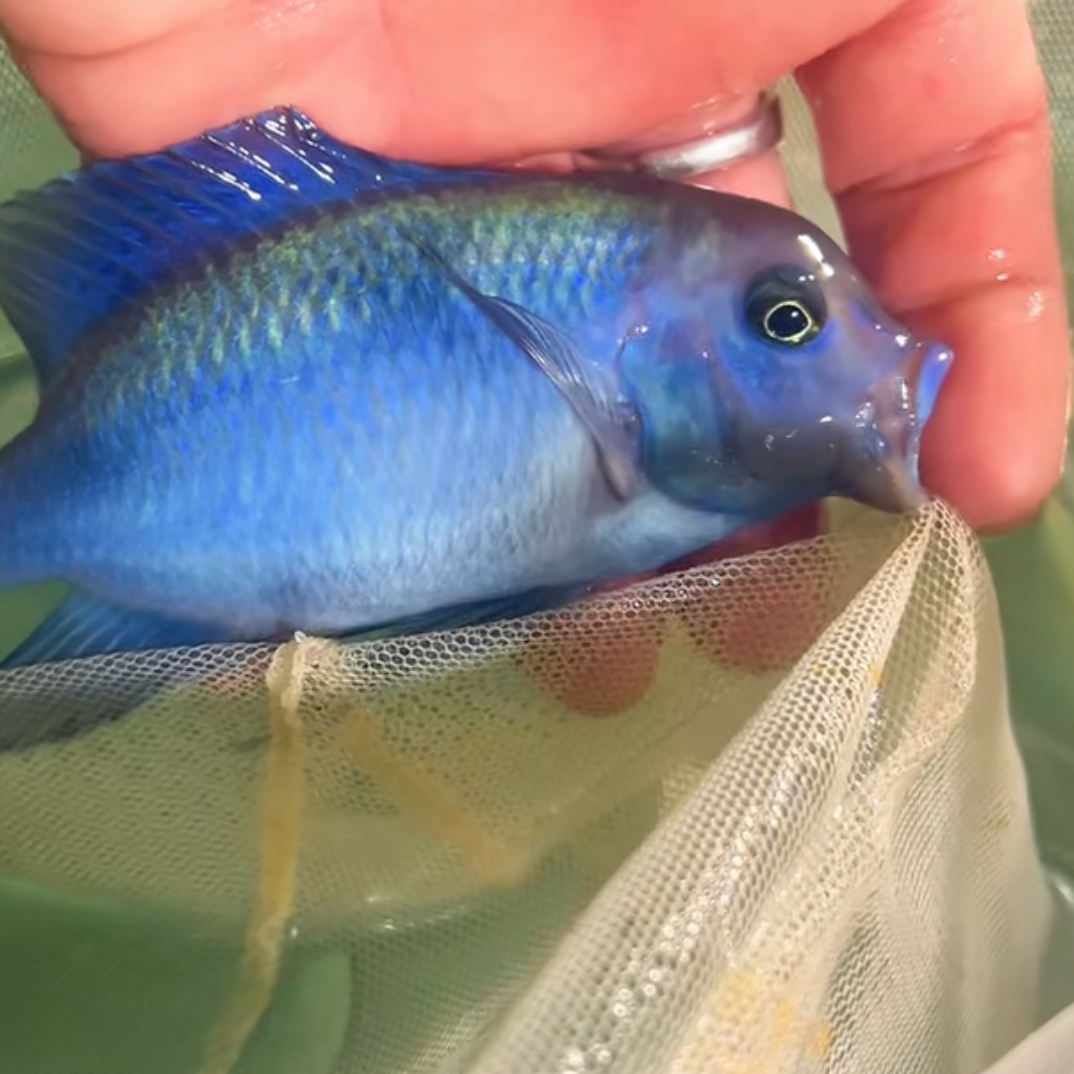蓝茉莉 蓝海豚 11到12