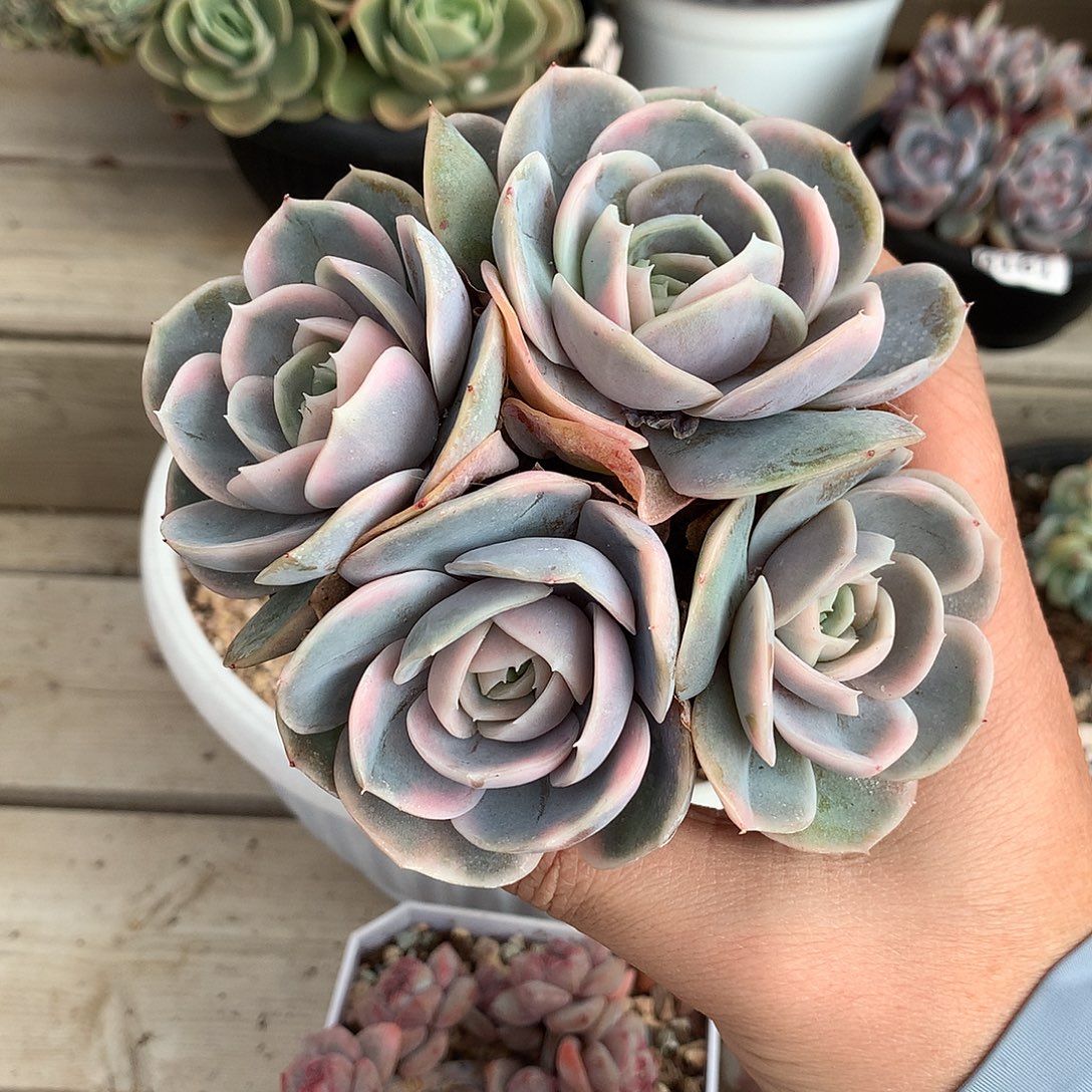 220蓝色惊喜锦多肉一颗12厘米