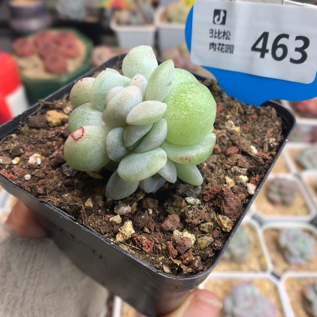463冰玉石化缀化多肉