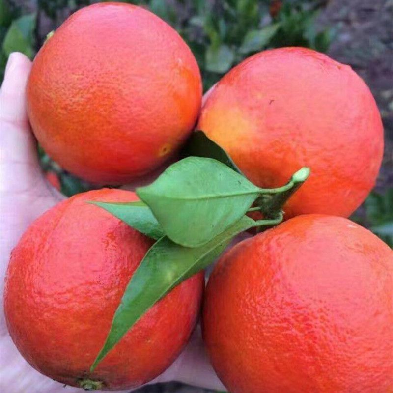 直播间一物一拍果树苗8