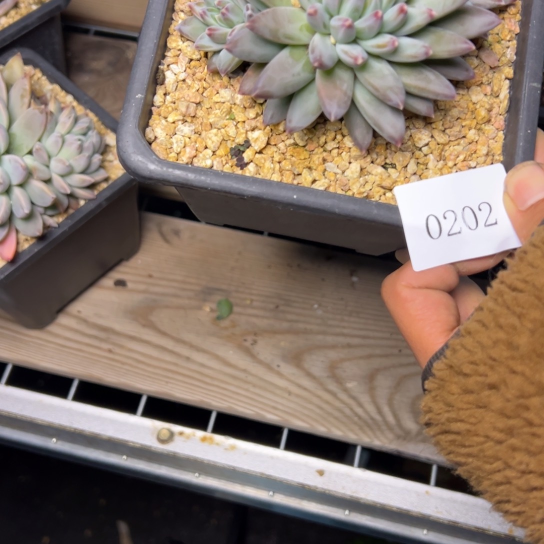 ?***0202肉多哦多么多哦