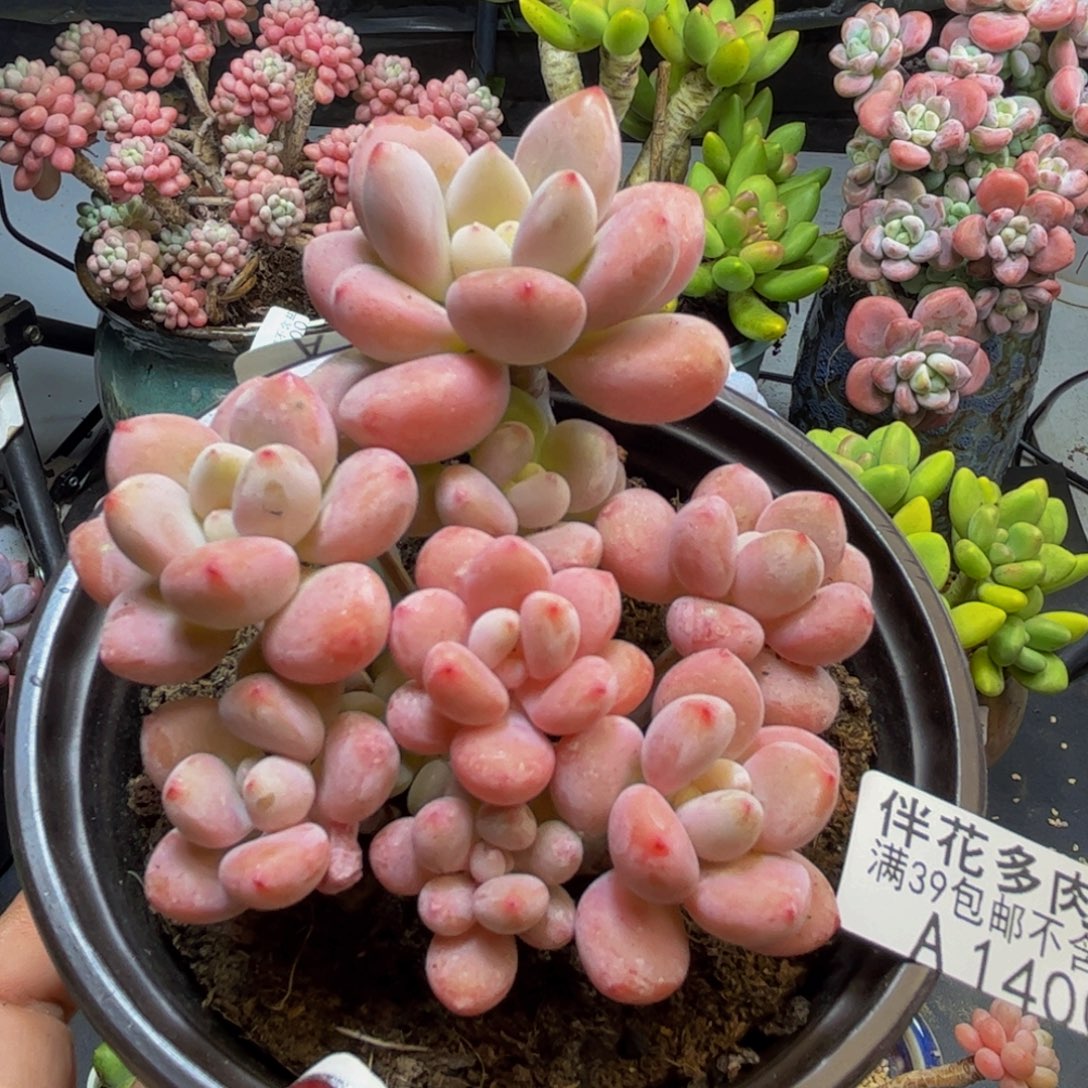 樱花洛神1400/8cm多肉