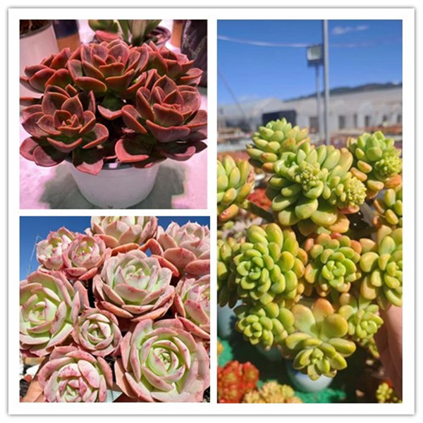 XS红酒玫瑰+香格里拉锦+克罗蒂亚 多肉组合 新手好养带盆栽