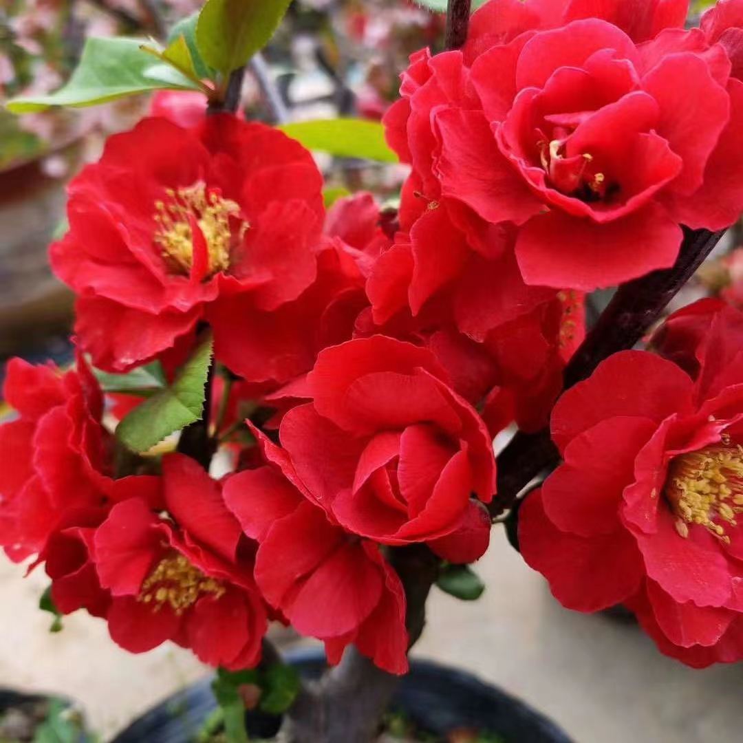 海棠花精品盆栽耐寒耐热