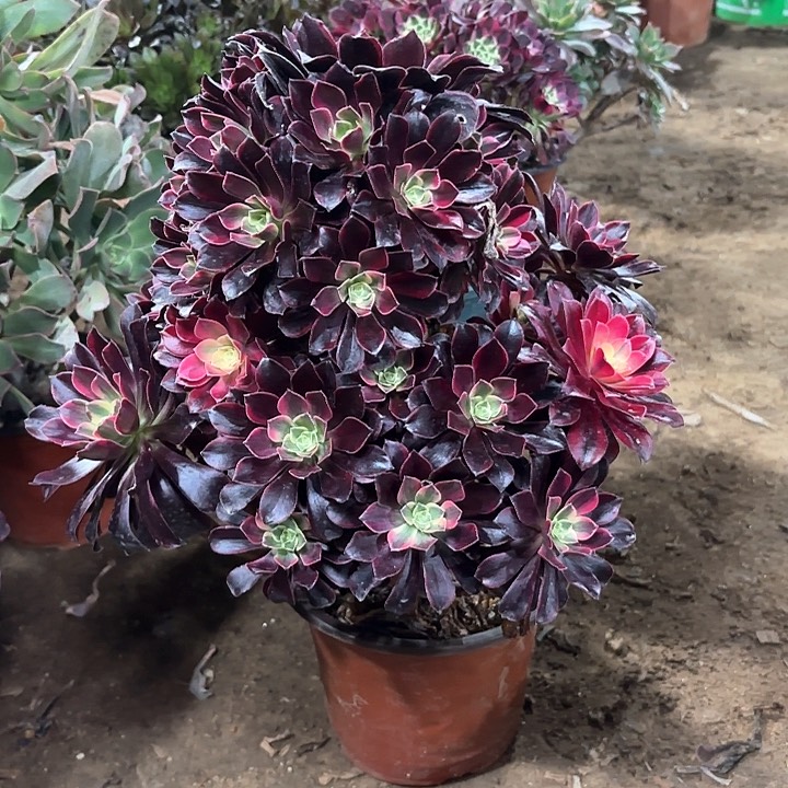 多肉植物金丝雀47