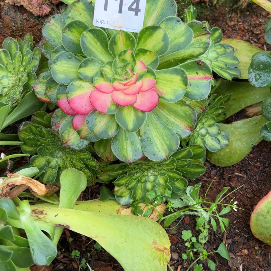 精品多肉植物114