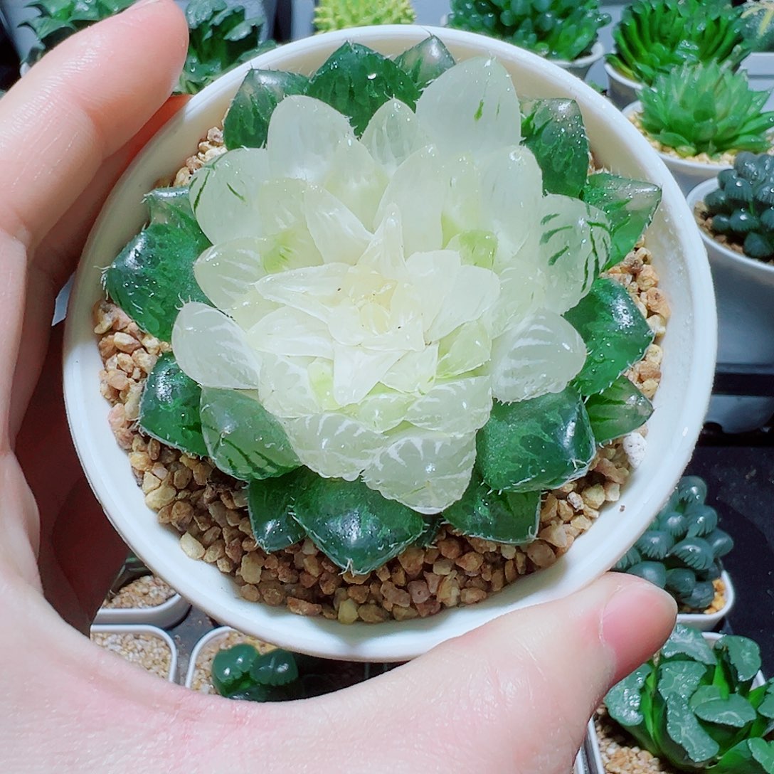 福利，直播间宝莲灯，11.9