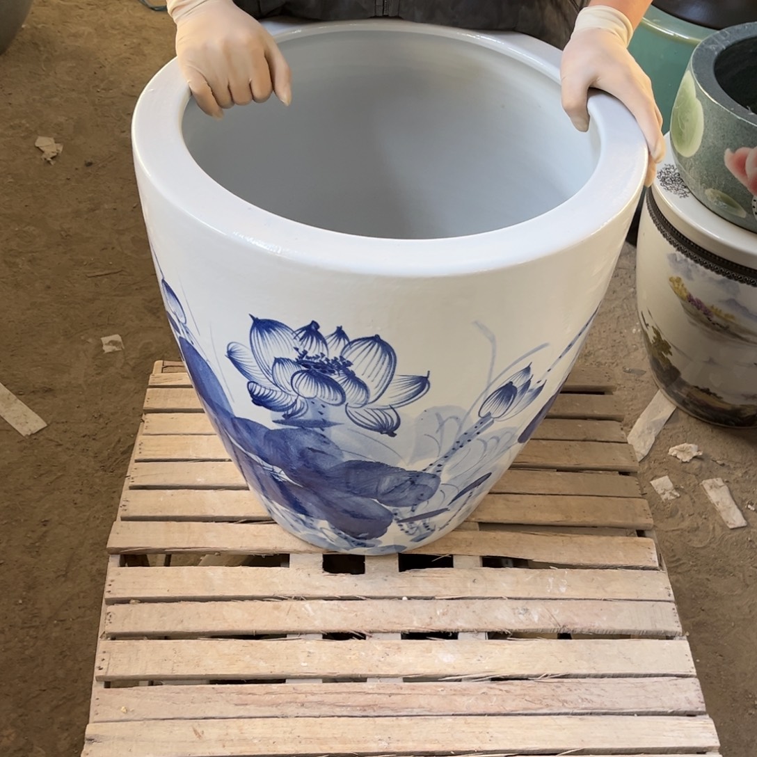 瓷片兰荷花43高度43.88888