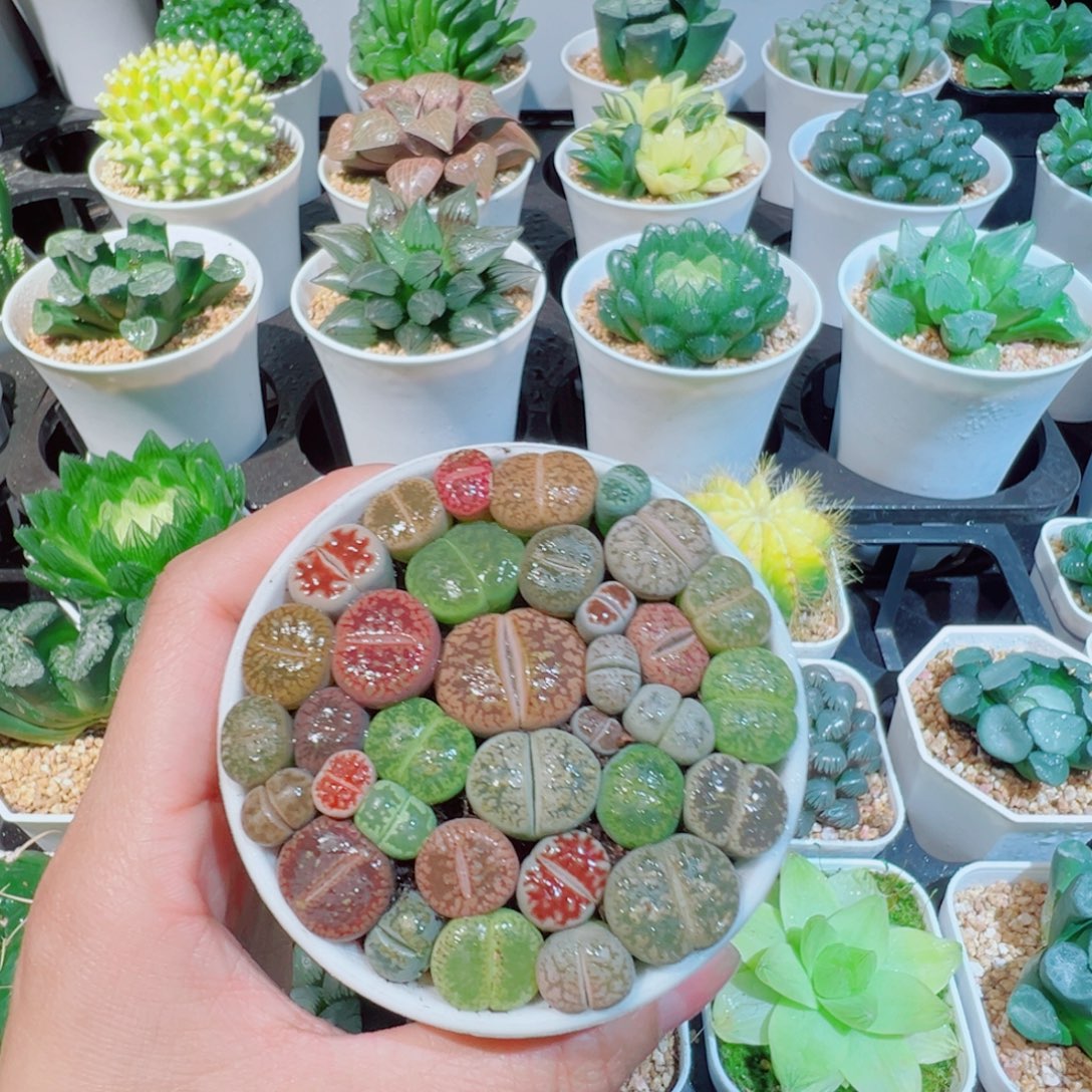 彩色生石花多肉8899