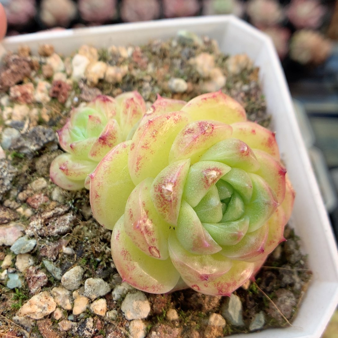 G133，柿子多肉20包邮两天凑单