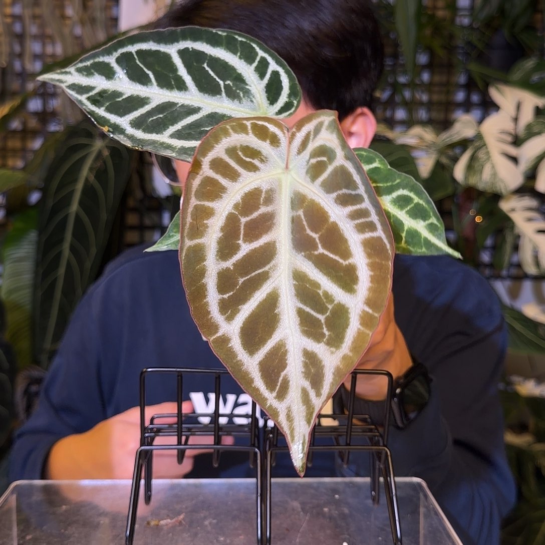 完全开放H140  哪吒杂狂战士