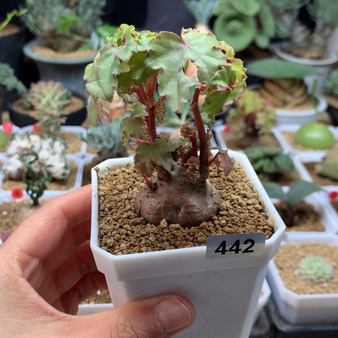 块根秋海棠带盆多肉442