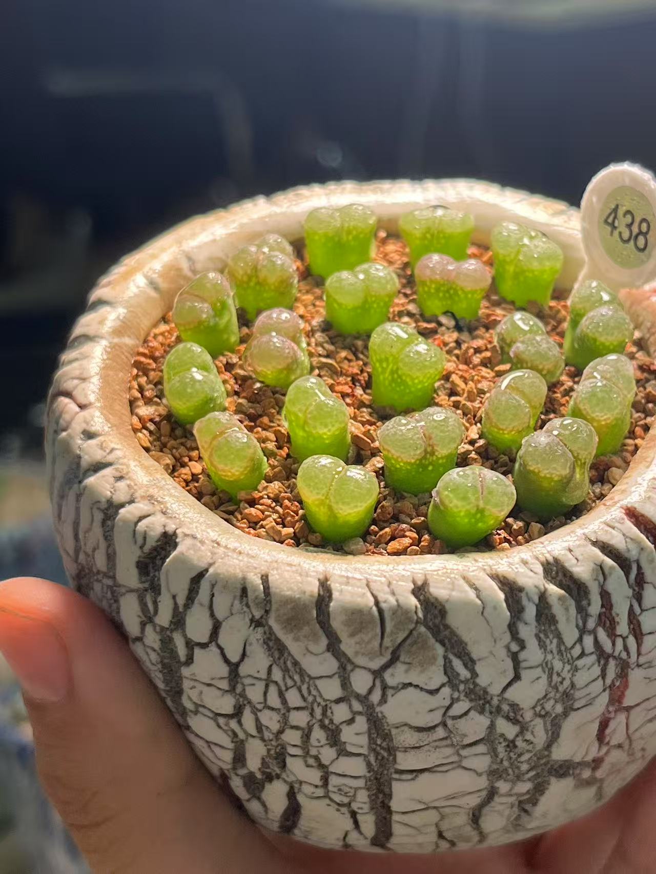 438多肉植物肉锥一颗