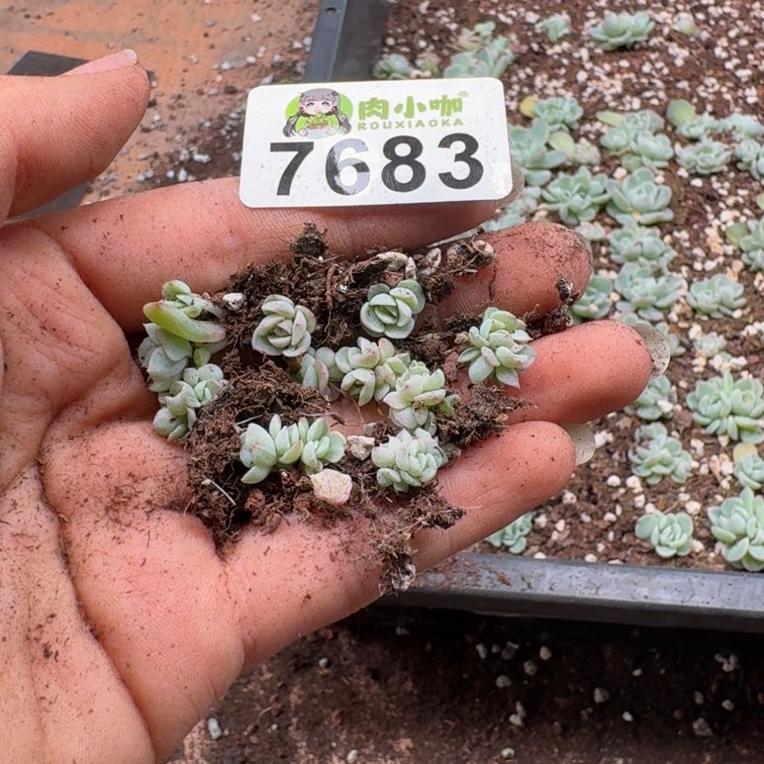 枫***站多肉植物多肉植物