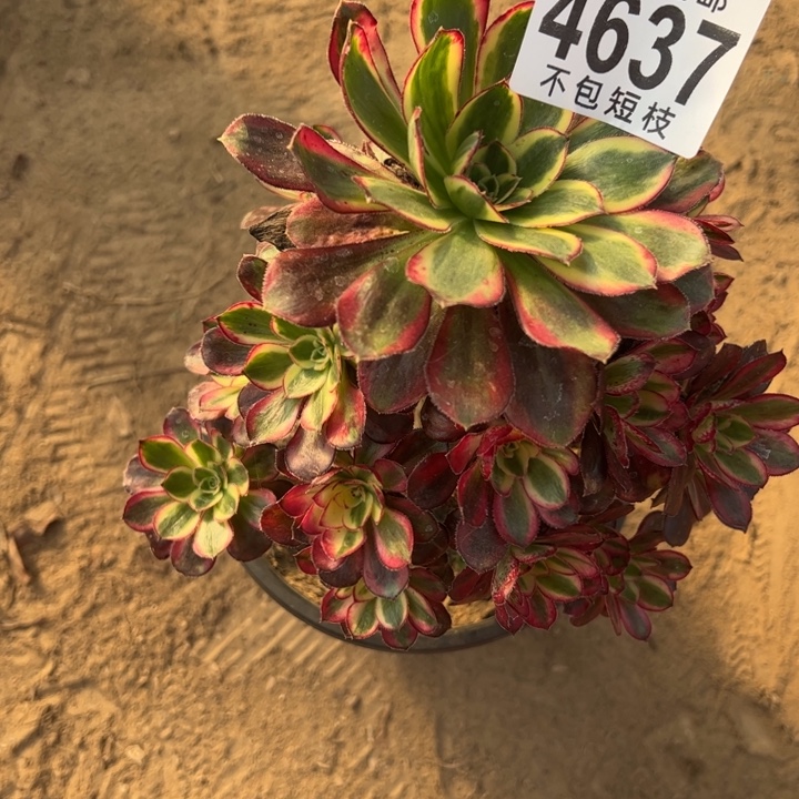 冰淇淋多肉植物法师4637