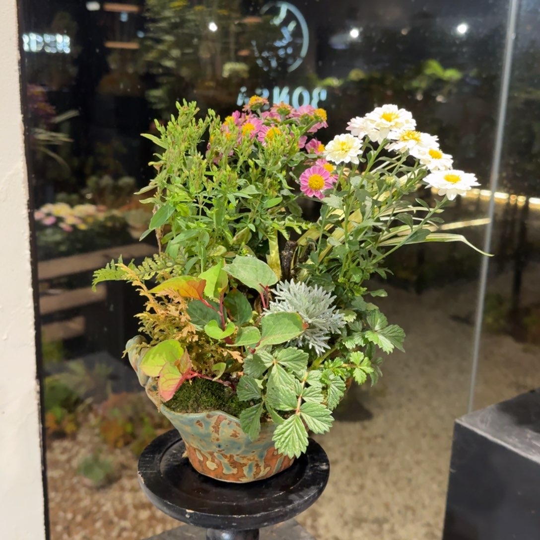 全部花朵山野草手作盆