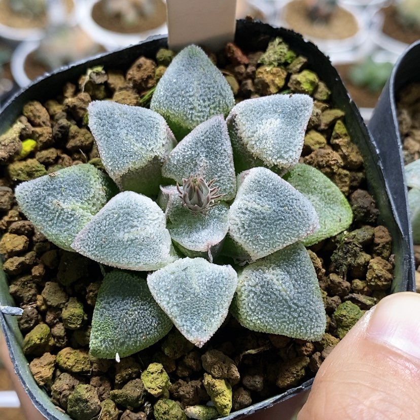 【闪购商品】17冰钻