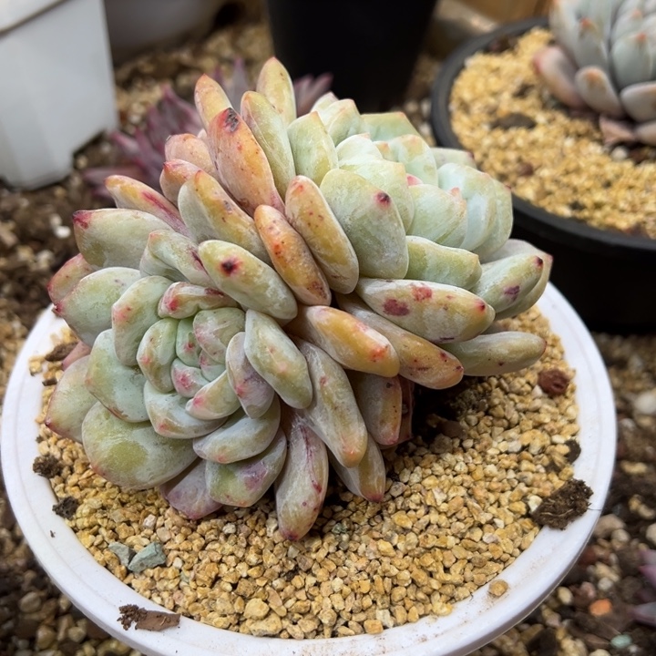 星影 石化 夏鸣园艺