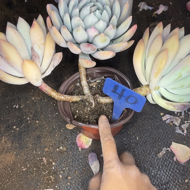 两单包邮，一物一拍，40