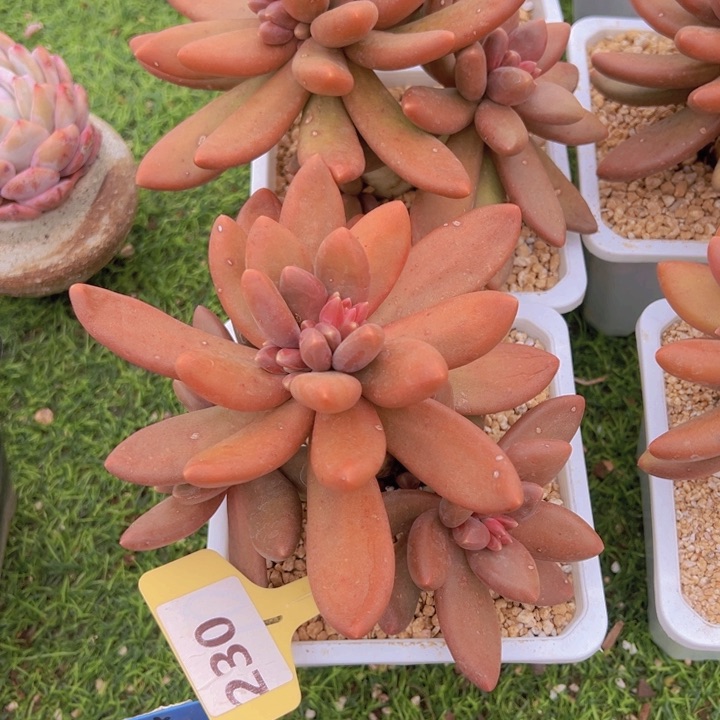 九***?健健康康平平安安