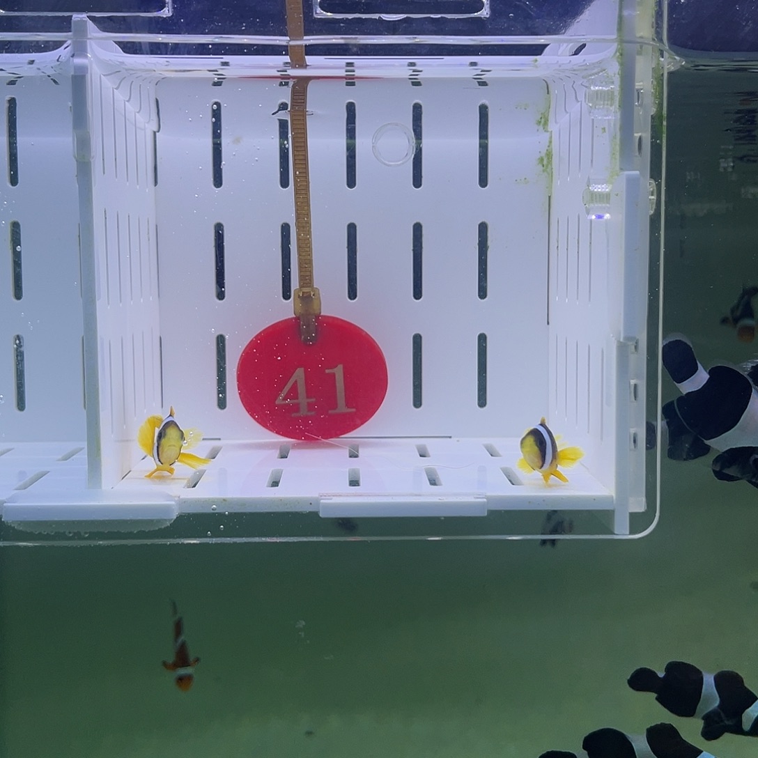 海水鱼人工金双待