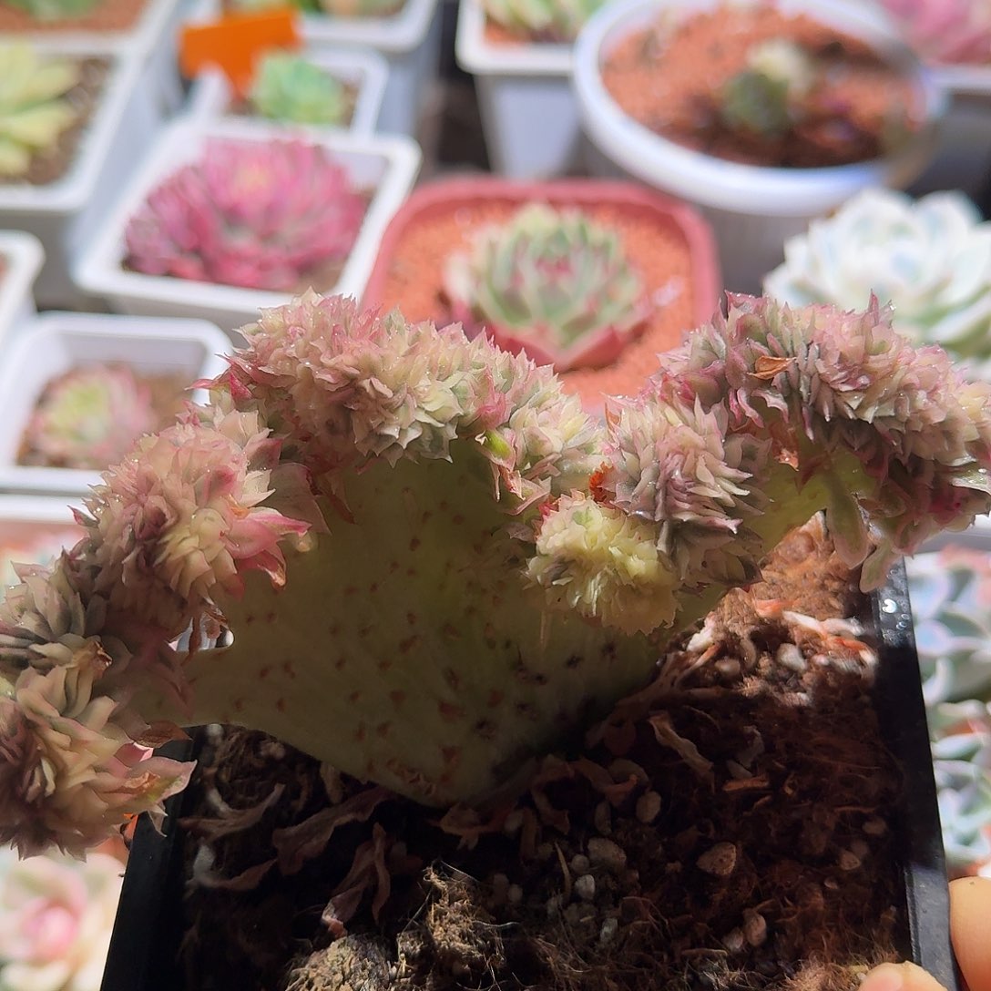 东云锦缀化，多肉植物