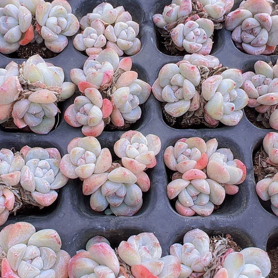 老货冰玉群苗5颗多肉