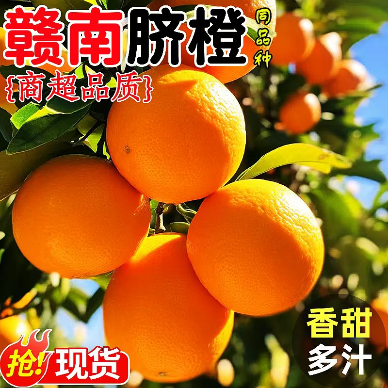 【正宗高山脐橙】赣南脐橙同品种皮薄肉厚果园直发新鲜多仓发货